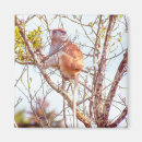 Suche nach primate magnete Natur