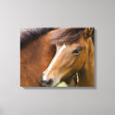 Suche nach fohlen poster leinwandbilder Pony