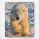 Suche nach steve mousepads Fauna