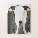 Suche nach kaiser pinguin puzzle Pinguinküken
