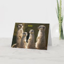 Suche nach meerkat karten Lustig