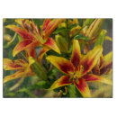 Suche nach daylily Orange