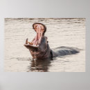 Suche nach hippo poster Natur