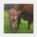Suche nach kalb magnete Rinder
