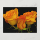 Suche nach floh postkarten Orange