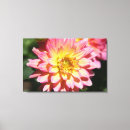 Suche nach dahlie leinwandbilder Rosa