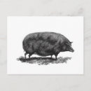 Suche nach vintages schwein postkarten Retro