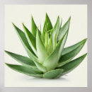 Suche nach aloe vera poster Pflanze