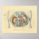 Suche nach cholesterin poster Nieren