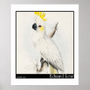 Suche nach edward lear Papagei
