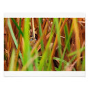 Suche nach vogel fotodruck Natur