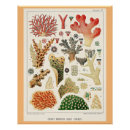 Suche nach coral reef poster Vintag