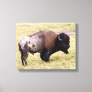 Suche nach yellowstone nationalpark leinwandbilder Bison