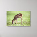 Suche nach reh kunst poster Tier