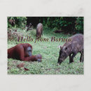 Suche nach borneo postkarten Orang utans