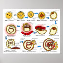 Suche nach zellulär poster Zelluläre differenzierung