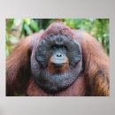 Suche nach orang utan poster Regenwald