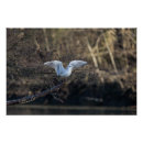 Suche nach seevogel poster Vögel