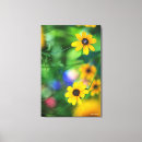 Suche nach susans Wildblumen