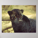 Suche nach schwarzer leopard poster Panther