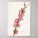 Suche nach rosa pflanzen poster Vintage