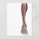 Suche nach menschliche körperteile postkarten Medizin