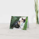Suche nach lustige katzen kleine grußkarten Kätzchen