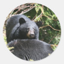 Suche nach schwarzbär aufkleber Bären