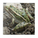 Suche nach grüner frosch fliesen Amphibien