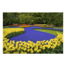 Suche nach keukenhof poster Lila