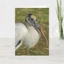 Suche nach profil karten Vögel