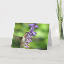 Suche nach kolibri karten Fotografie