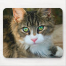 Suche nach katzen mit grünen augen mousepads Kätzchen