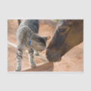 Suche nach pferd und katze Niedlich