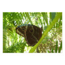 Suche nach blauer morpho schmetterling poster Fotografie