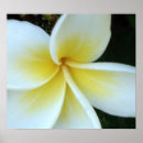 Suche nach frangipani poster Gelb