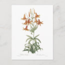 Suche nach lilium postkarten Lilie