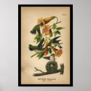 Suche nach vintage kolibris poster Ornithologie