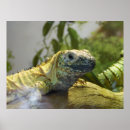 Suche nach iguana kunst Fotografie