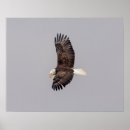Suche nach adler im flug poster Natur