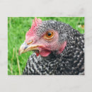Suche nach geflügel postkarten Henne