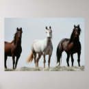 Suche nach stallion poster Wildpferd