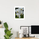 Suche nach orchidee phalaenopsis poster Blume