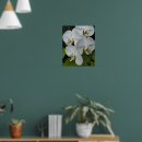 Suche nach weiße orchideen poster Phalaenopsis