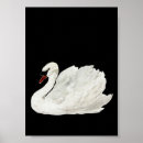 Suche nach schwäne poster Schwan