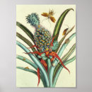 Suche nach maria sibylla merian poster Insekten