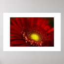 Suche nach roter gerbera poster Makro