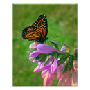 Suche nach frühlings blumen poster Schmetterling