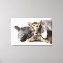 Suche nach junge poster leinwandbilder Kätzchen