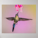 Suche nach langer schwanz poster Kolibri